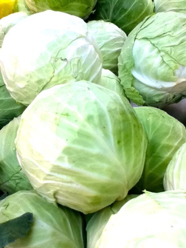 Chou/Cabbage