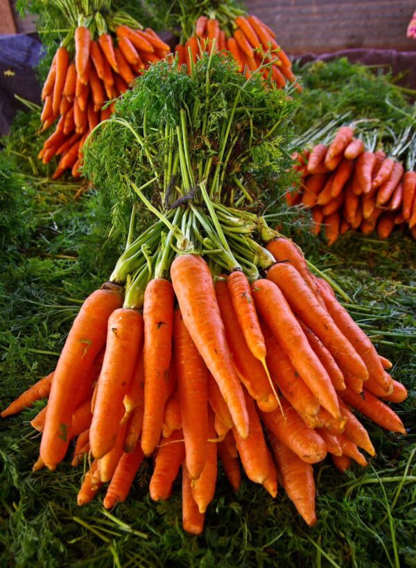 Carrot