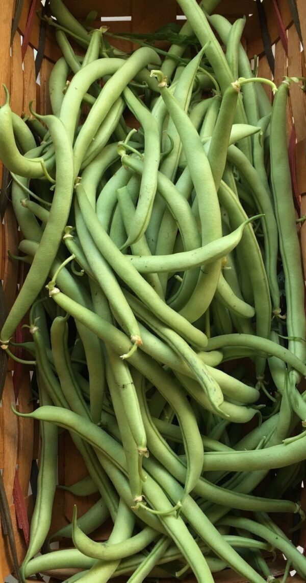 Green Bean/Haricot Vert