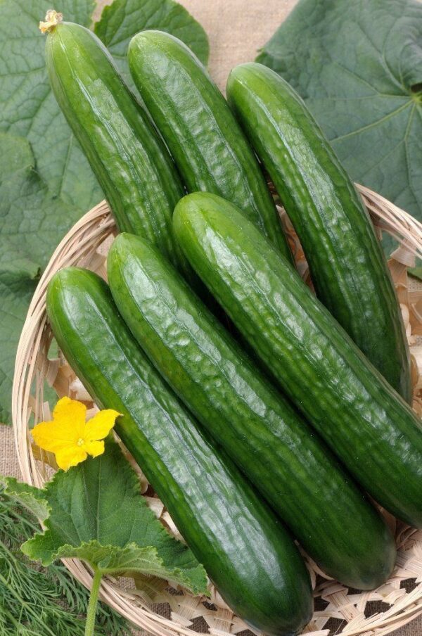 Green Cucumber/Concombre Vert