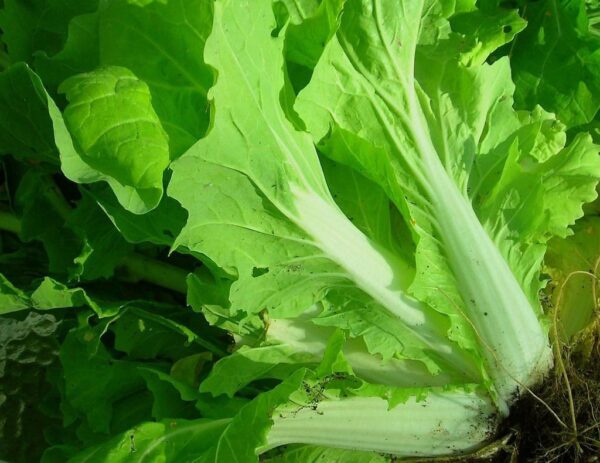 Brede petsai/Chinese cabbage