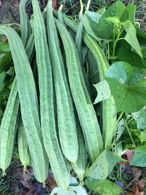 Pipangaye/Gourd