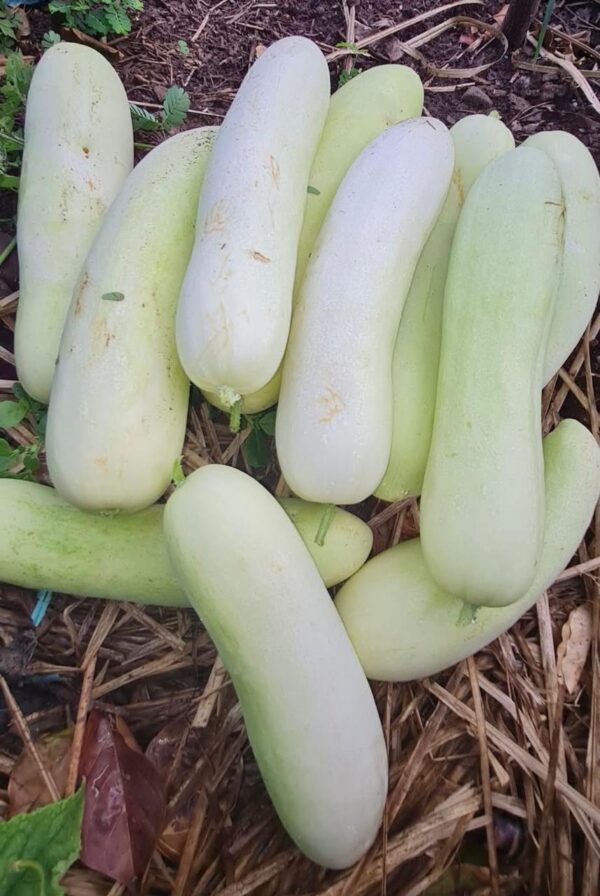 White Cucumber/Concombre Blanc